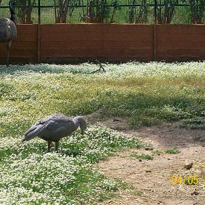 Cape Barren goose
