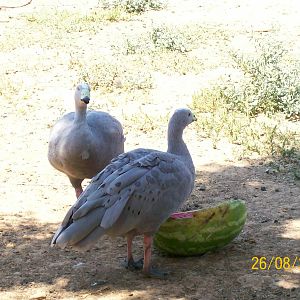 Cape Barren goose