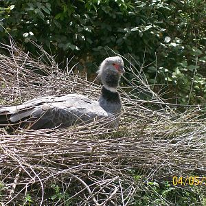Southern screamer