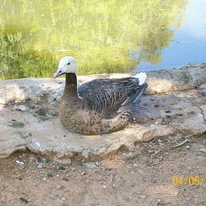 Emperor goose