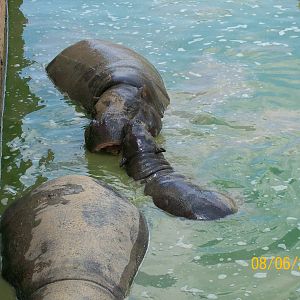 Pygmy hippopotamus