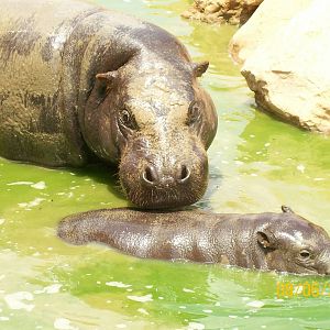Pygmy hippopotamus