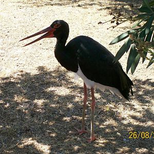 Black stork