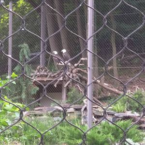 Bald eagles