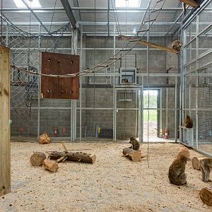 Barbary Macaque House - 21/06/2015