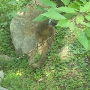 Red Fronted Lemur [I think].