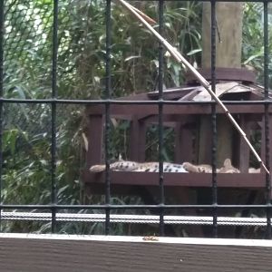 Terrible Bobcat photo but hey I tried.