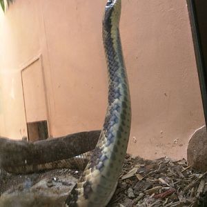 False water cobra