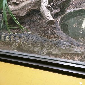 Mindy the Philippine crocodile