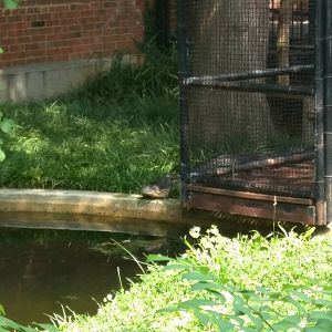 Wally the American Alligator