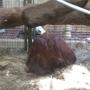 Hybrid Orangutan