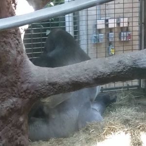 Western Lowland Gorilla