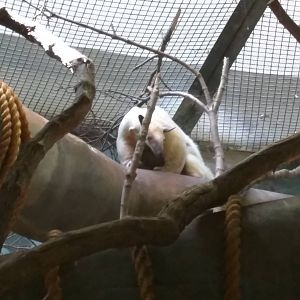 Southern Tamandua