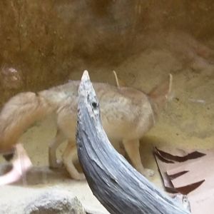 Fennec Fox