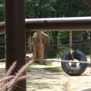 Asian Elephant