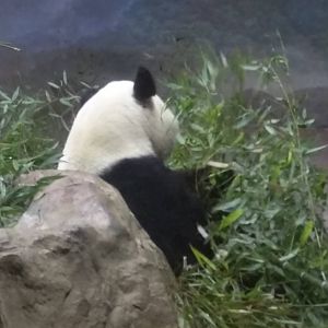 Giant Panda