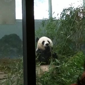 Giant Panda