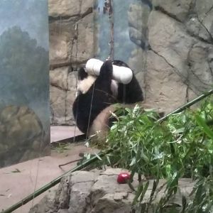 Giant Panda