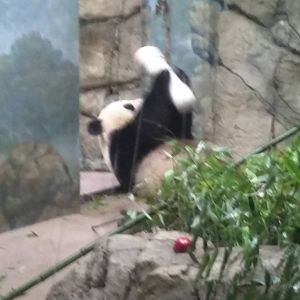 Giant Panda