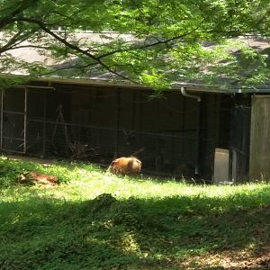 Red River Hog [sitatunga in the background]