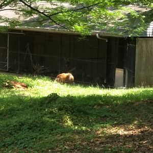 Red River Hog [sitatunga in the background]