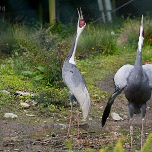 White-naped crane : Exmoor Zoo : 22 May 2015