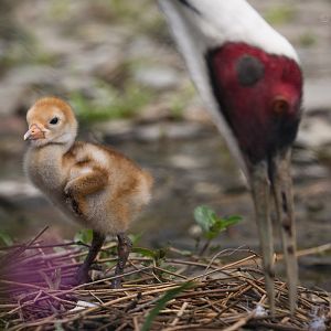 White-naped crane : Exmoor Zoo : 22 May 2015