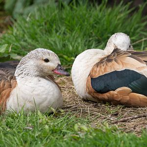Orinoco goose : Exmoor Zoo : 22 May 2015