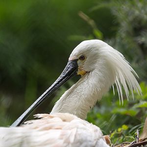 Eurasian spoonbill : Exmoor Zoo : 22 May 2015