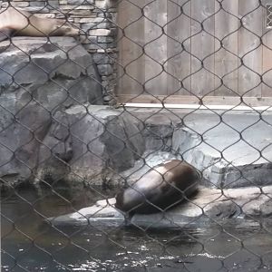 Sea Lions Sleeping