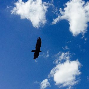 Turkey Vulture - Texas