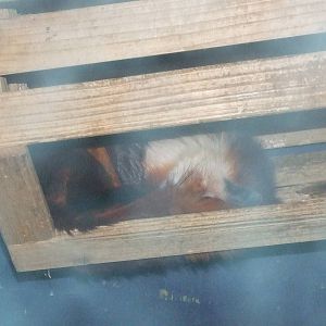 red and white giant flying squirrel (Petaurista alborufus)