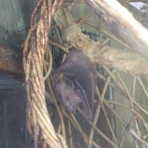 rousette (Rousettus sp.)