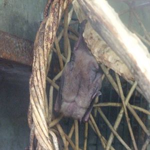 rousette (Rousettus sp.)