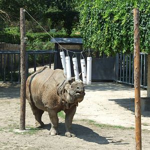 Indian rhinoceros
