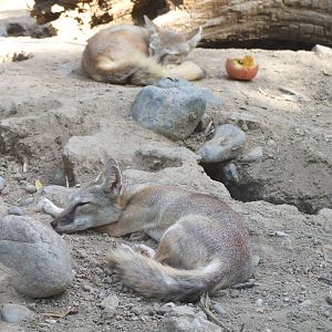 Corsac fox (Vulpes corsac)