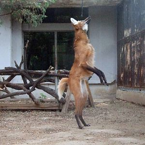 Maned wolf