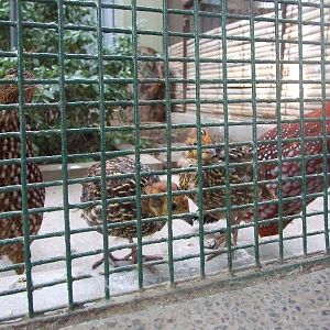 Temminck?s tragopan (Tragopan temminckii)