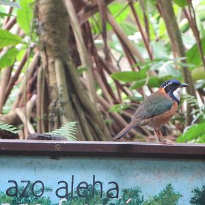 Masoala - Pitta-like ground roller