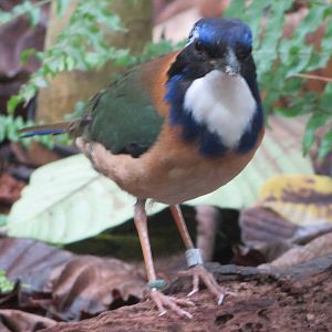 Masoala - Pitta-like ground roller