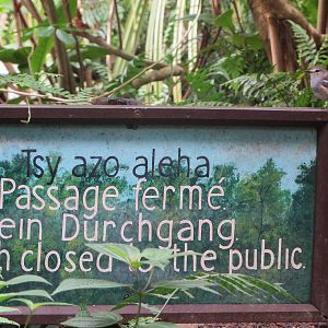 Masoala - Madagascar Magpie robin