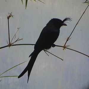 Masoala - Madagascar drongo