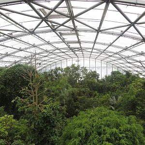 Masoala- treetop overview June 2015