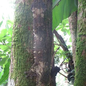 Masoala - Giant leaf-tailed gecko