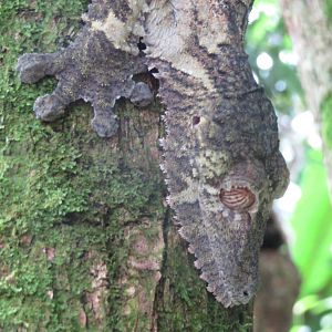 Masoala - Giant leaf-tailed gecko