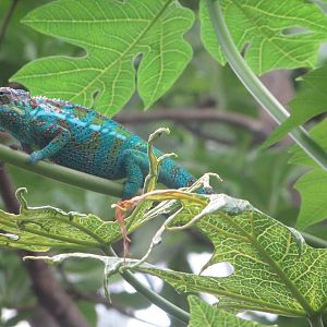 Masoala - Panther chamaleon