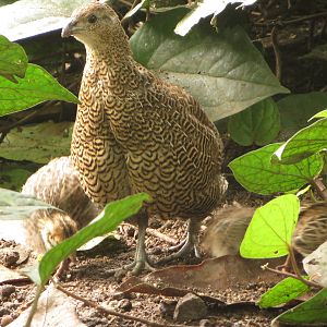 Masoala - Madagascar partridge