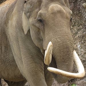 Maxi the elephant bull