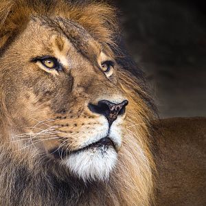 Mujambi the African Lion in a single sunbeam