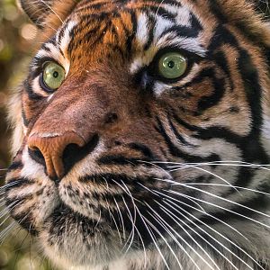 Sumatran Tiger staring down at assembled children